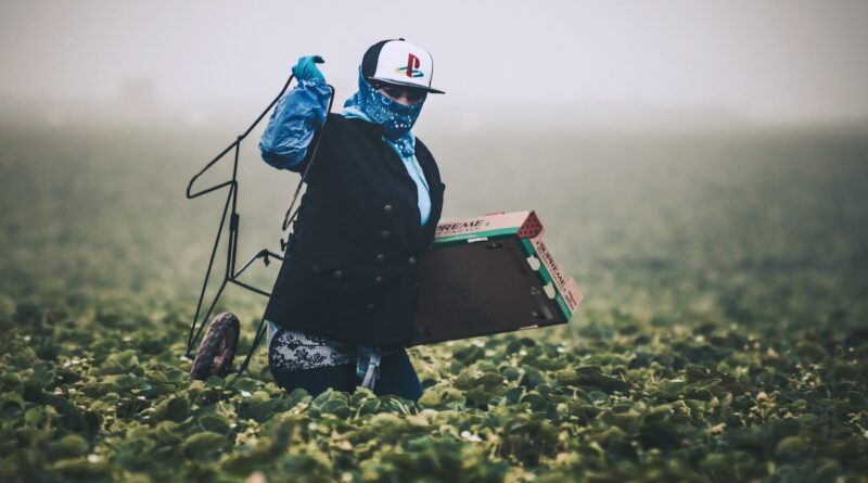 Farm worker carrying harvested produce through a field
